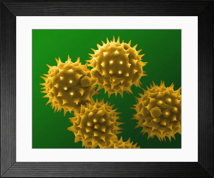 Framed Print : Picture No. 11014615 Framed Print : Picture No. 11014615