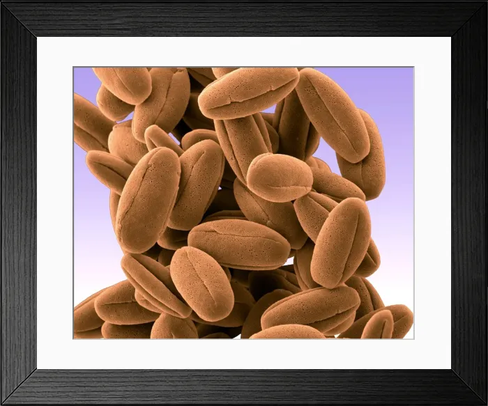 Framed Print : Picture No. 11014617 Framed Print : Picture No. 11014617