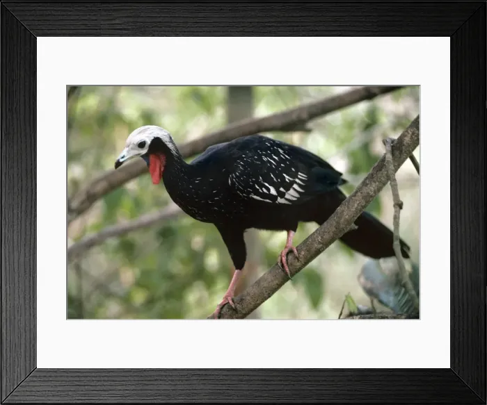Framed Print : Picture No. 11013696 Framed Print : Picture No. 11013696