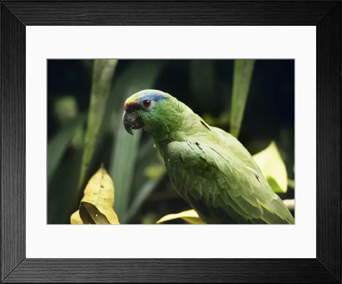 Framed Print : Picture No. 11013697 Framed Print : Picture No. 11013697
