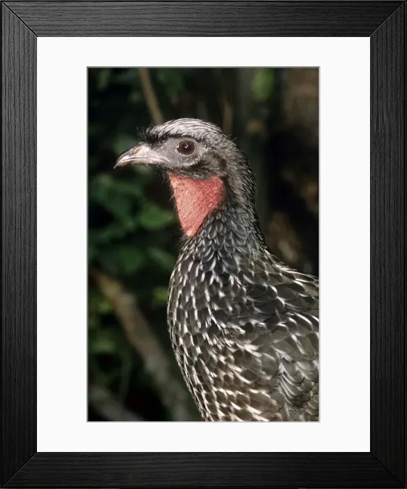 Framed Print : Picture No. 11013698 Framed Print : Picture No. 11013698