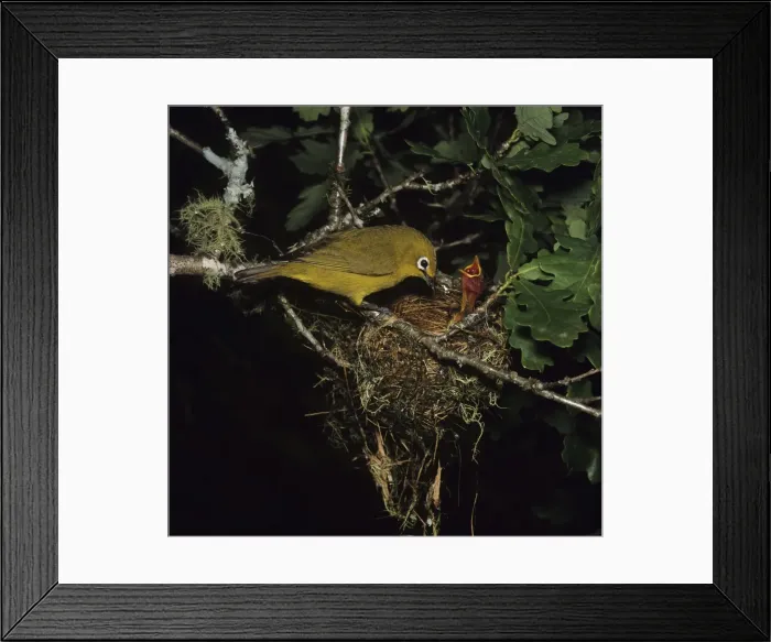 Framed Print : Picture No. 11013699 Framed Print : Picture No. 11013699