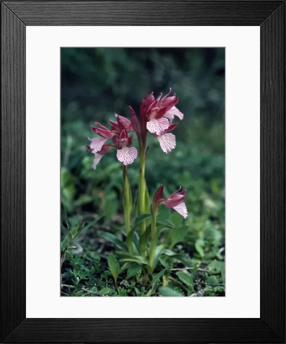 Framed Print : Picture No. 11013701 Framed Print : Picture No. 11013701