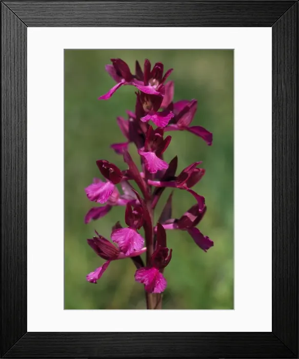 Framed Print : Picture No. 11013722 Framed Print : Picture No. 11013722