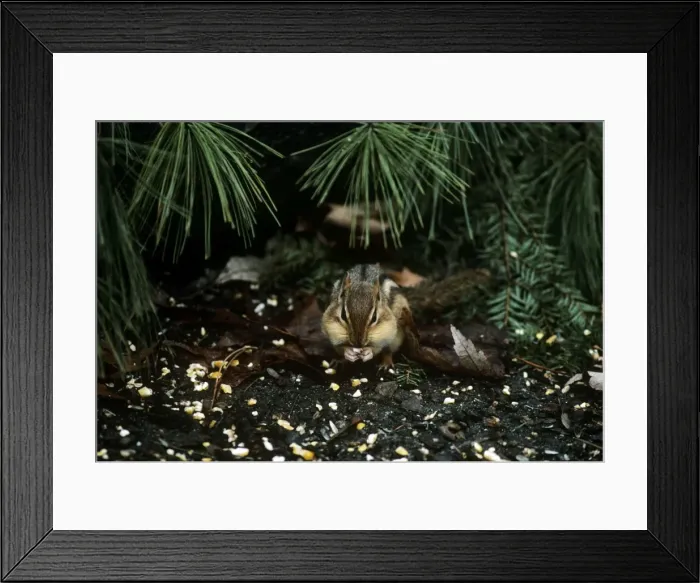 Framed Print : Picture No. 11013702 Framed Print : Picture No. 11013702
