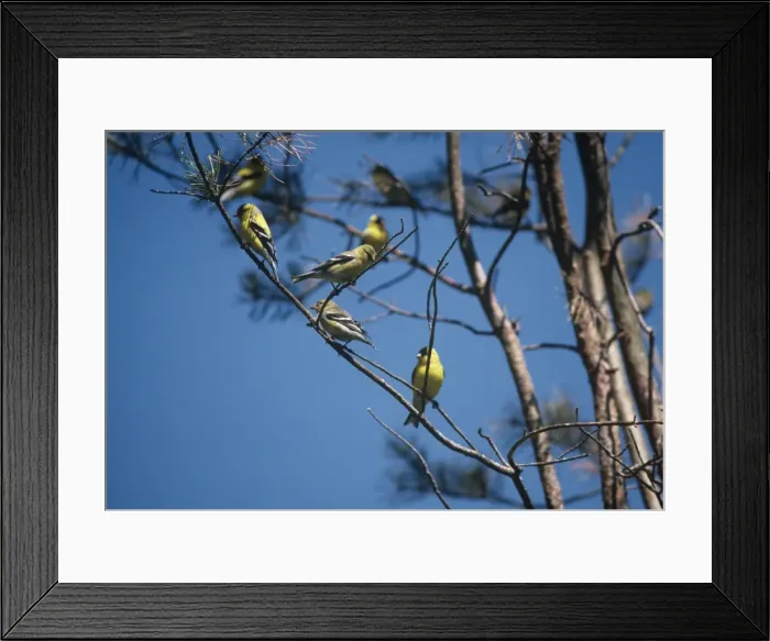 Framed Print : Picture No. 11013703 Framed Print : Picture No. 11013703