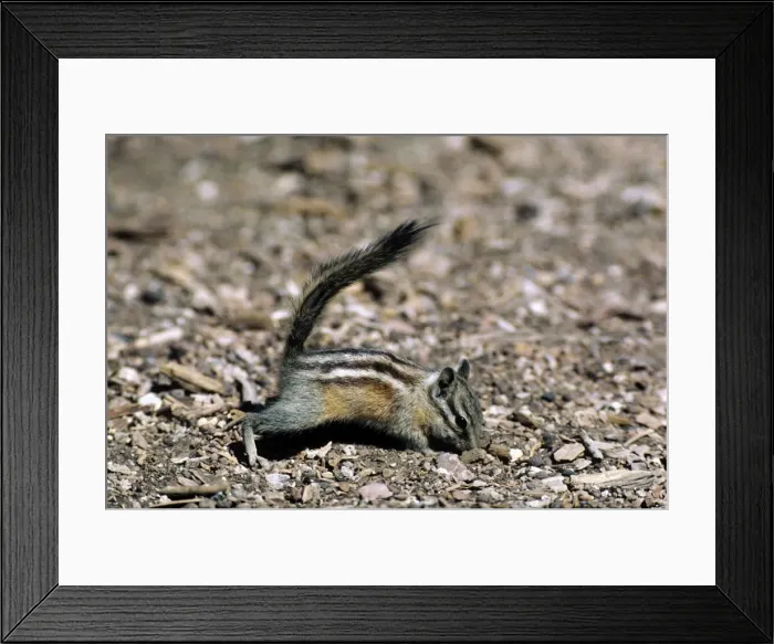 Framed Print : Picture No. 11013718 Framed Print : Picture No. 11013718