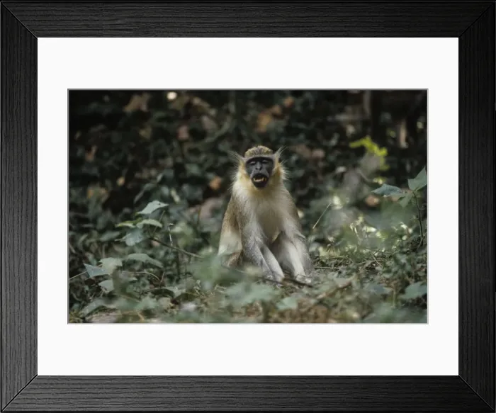 Framed Print : Picture No. 11013611 Framed Print : Picture No. 11013611