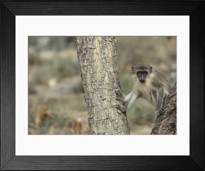 Framed Print : Picture No. 11013612