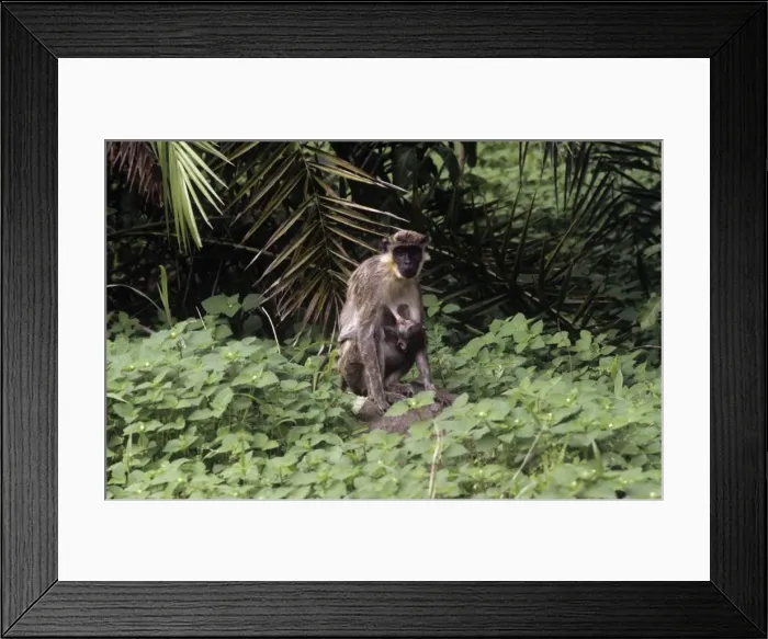 Framed Print : Picture No. 11013613