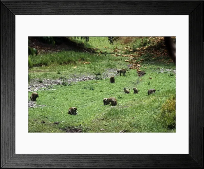 Framed Print : Picture No. 11013614 Framed Print : Picture No. 11013614