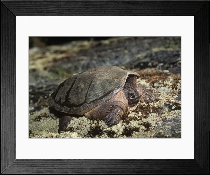 Framed Print : Picture No. 11013656 Framed Print : Picture No. 11013656