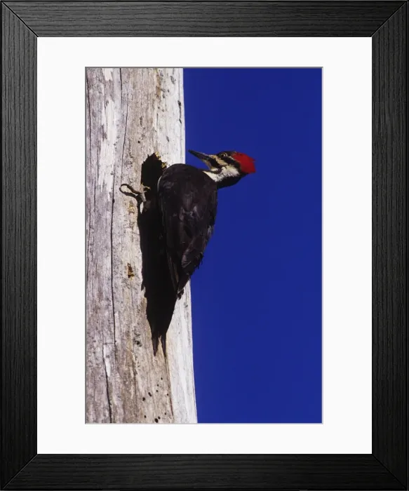 Framed Print : Picture No. 11013742 Framed Print : Picture No. 11013742
