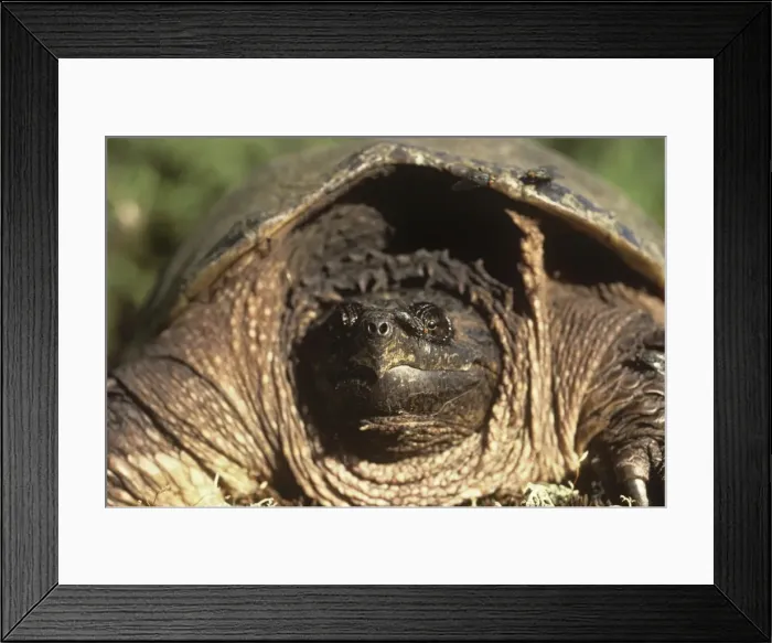 Framed Print : Picture No. 11013658 Framed Print : Picture No. 11013658