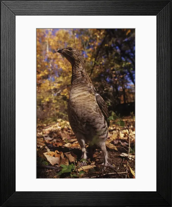 Framed Print : Picture No. 11013657 Framed Print : Picture No. 11013657