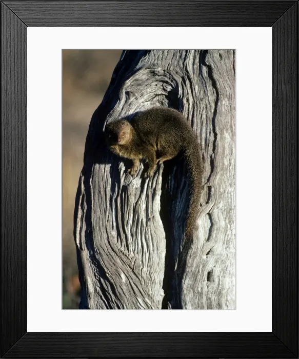 Framed Print : Picture No. 11013596 Framed Print : Picture No. 11013596