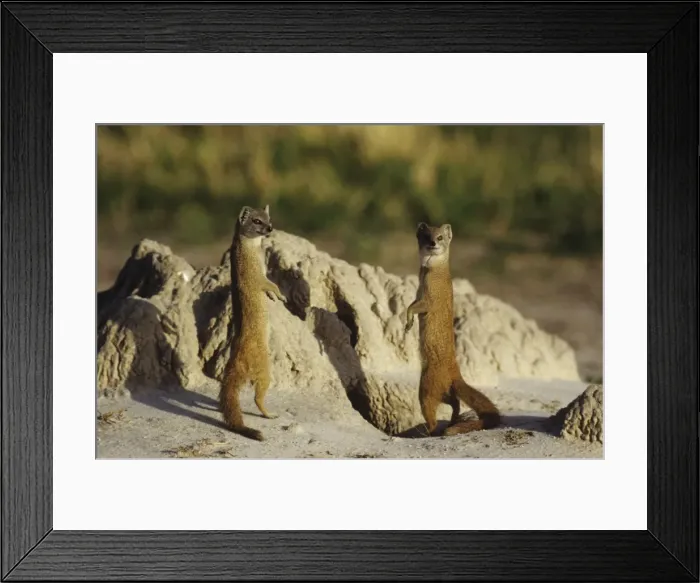 Framed Print : Picture No. 11013597 Framed Print : Picture No. 11013597