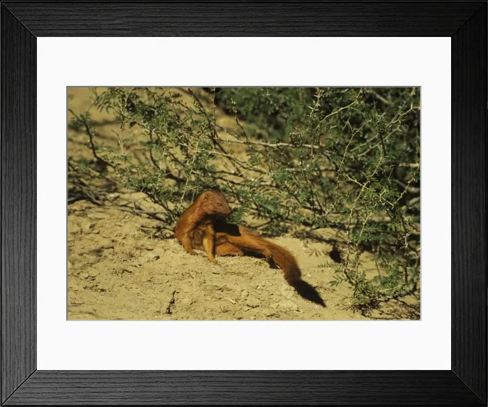Framed Print : Picture No. 11013598 Framed Print : Picture No. 11013598