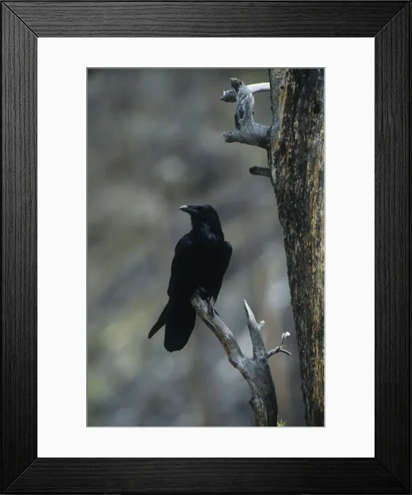 Framed Print : Picture No. 11013599 Framed Print : Picture No. 11013599