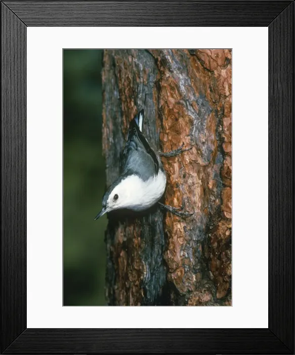Framed Print : Picture No. 11013600 Framed Print : Picture No. 11013600