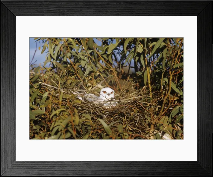 Framed Print : Picture No. 11013615 Framed Print : Picture No. 11013615