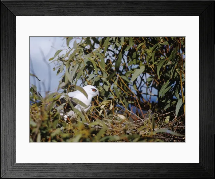Framed Print : Picture No. 11013616 Framed Print : Picture No. 11013616