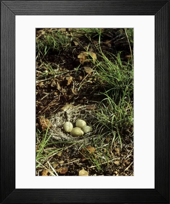 Framed Print : Picture No. 11013617 Framed Print : Picture No. 11013617