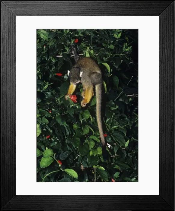 Framed Print : Picture No. 11013619 Framed Print : Picture No. 11013619