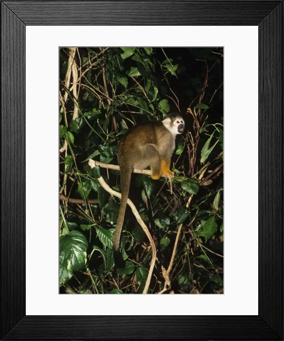 Framed Print : Picture No. 11013620 Framed Print : Picture No. 11013620