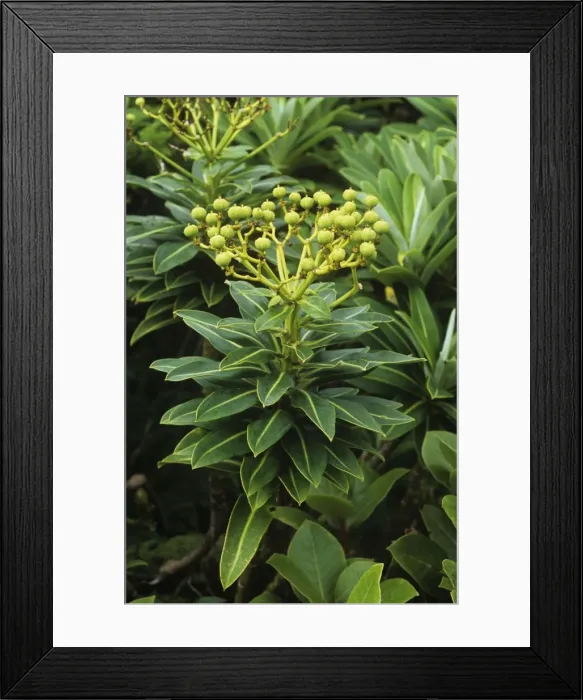 Framed Print : Picture No. 11013621 Framed Print : Picture No. 11013621