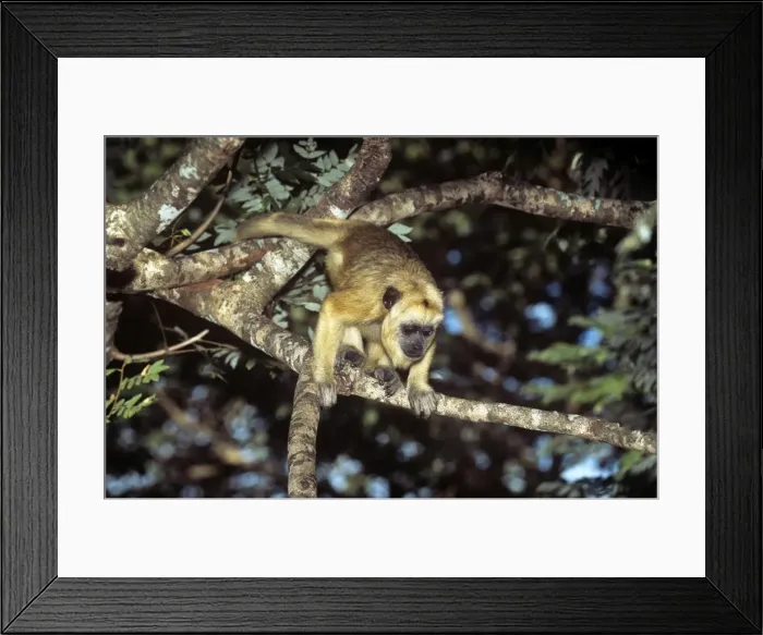 Framed Print : Picture No. 11013723 Framed Print : Picture No. 11013723