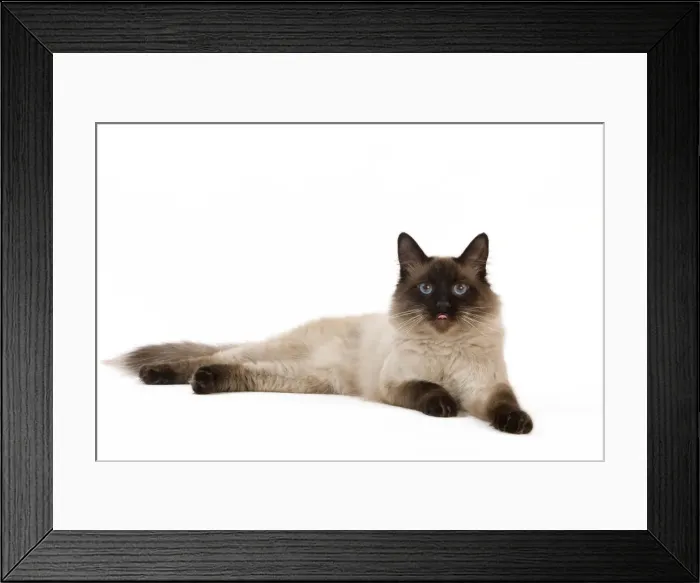Framed Print : Picture No. 11014186 Framed Print : Picture No. 11014186