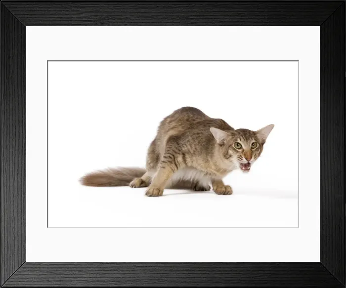Framed Print : Picture No. 11014189 Framed Print : Picture No. 11014189