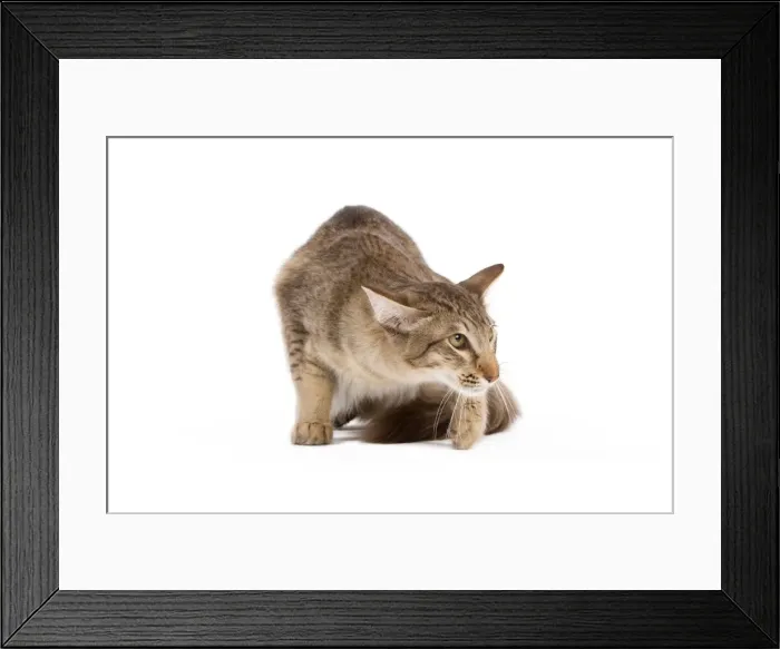 Framed Print : Picture No. 11014190 Framed Print : Picture No. 11014190