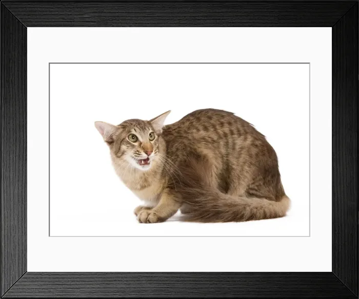 Framed Print : Picture No. 11014191 Framed Print : Picture No. 11014191