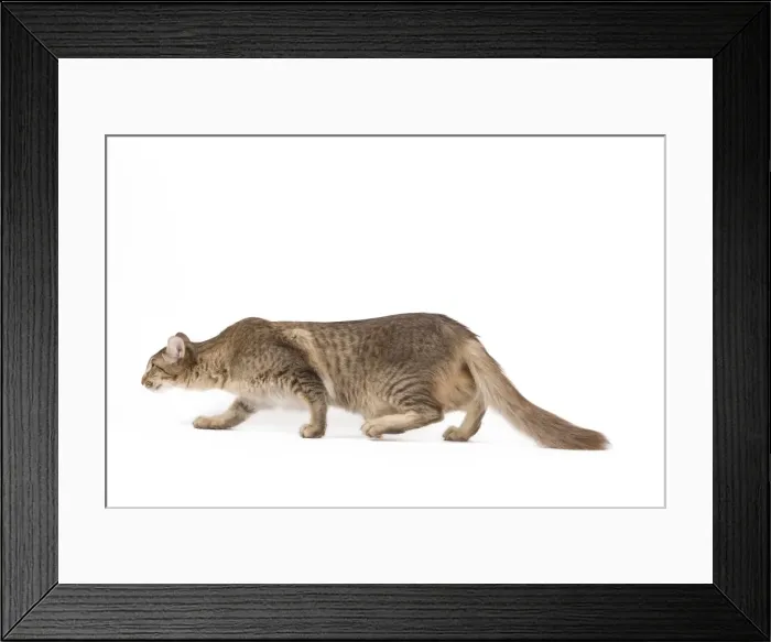 Framed Print : Picture No. 11014192 Framed Print : Picture No. 11014192