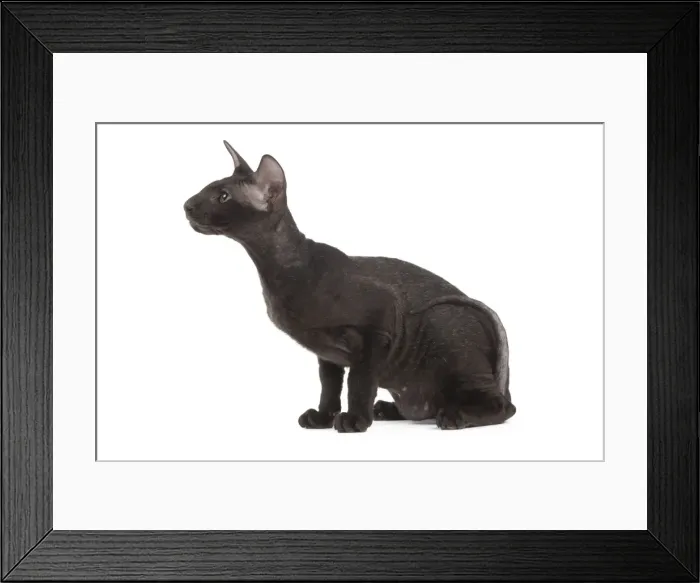 Framed Print : Picture No. 11014194