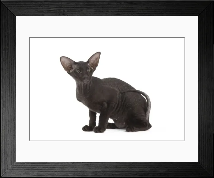 Framed Print : Picture No. 11014195 Framed Print : Picture No. 11014195