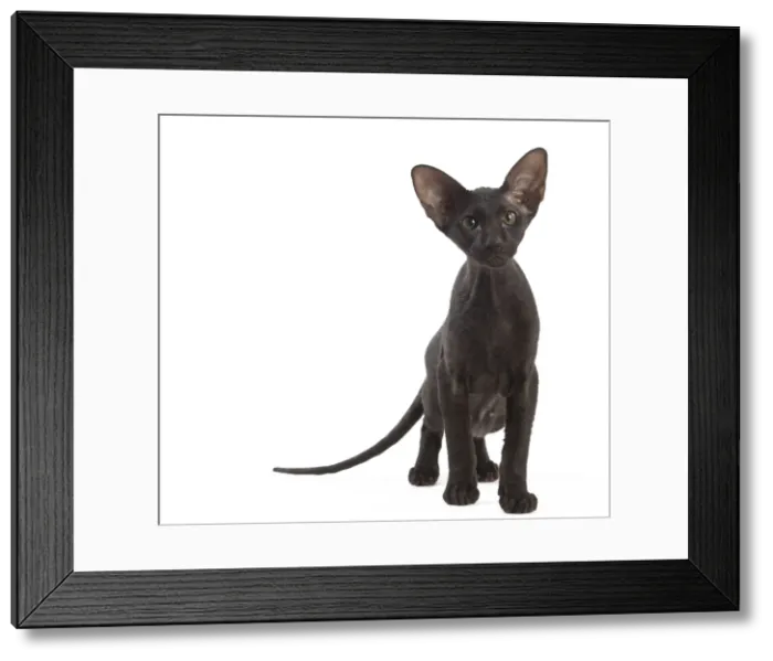 Framed Print : Picture No. 11014193 Framed Print : Picture No. 11014193