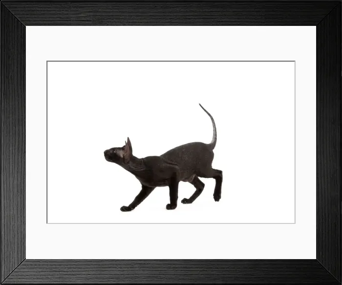 Framed Print : Picture No. 11014197 Framed Print : Picture No. 11014197