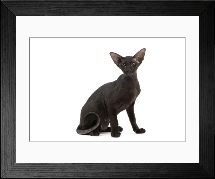 Framed Print : Picture No. 11014196 Framed Print : Picture No. 11014196