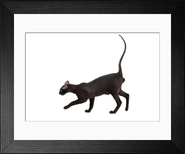 Framed Print : Picture No. 11014199 Framed Print : Picture No. 11014199