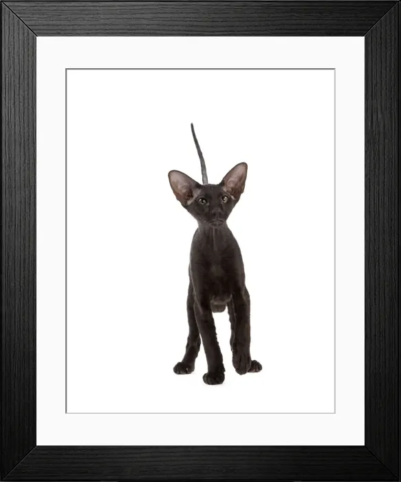 Framed Print : Picture No. 11014198
