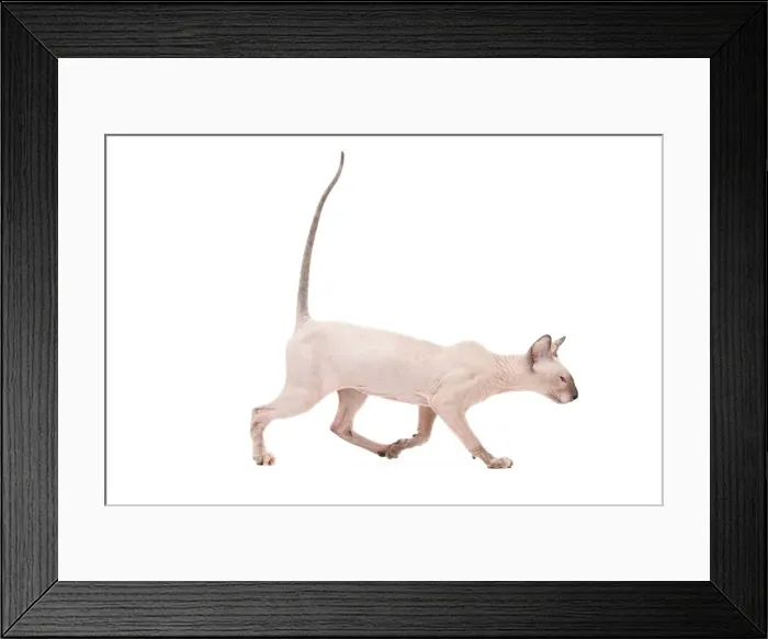 Framed Print : Picture No. 11014200 Framed Print : Picture No. 11014200