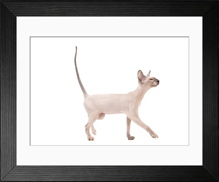 Framed Print : Picture No. 11014201 Framed Print : Picture No. 11014201