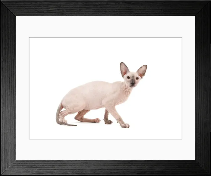 Framed Print : Picture No. 11014202 Framed Print : Picture No. 11014202