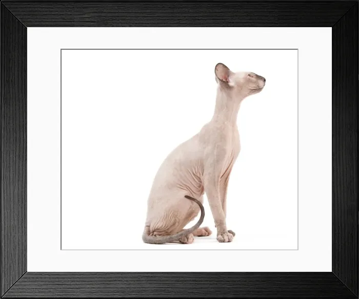 Framed Print : Picture No. 11014204 Framed Print : Picture No. 11014204
