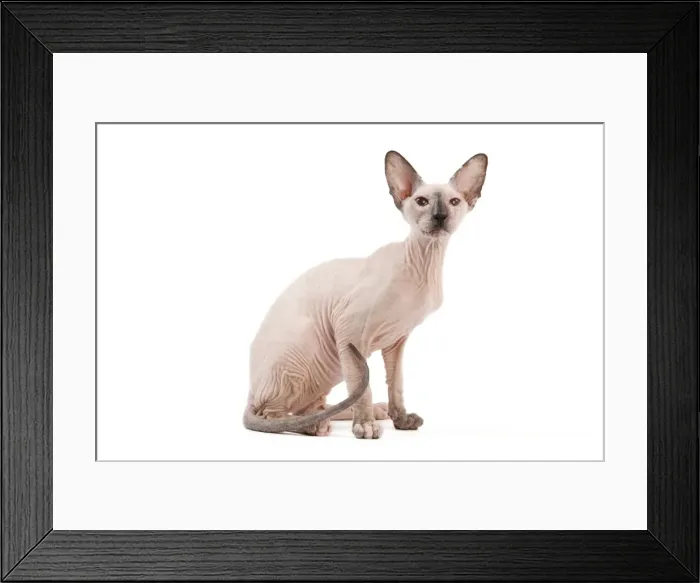 Framed Print : Picture No. 11014203 Framed Print : Picture No. 11014203