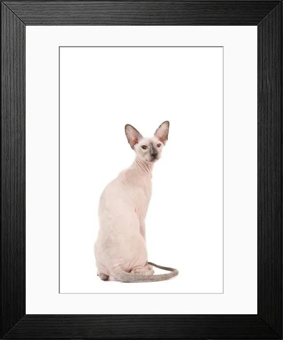 Framed Print : Picture No. 11014205