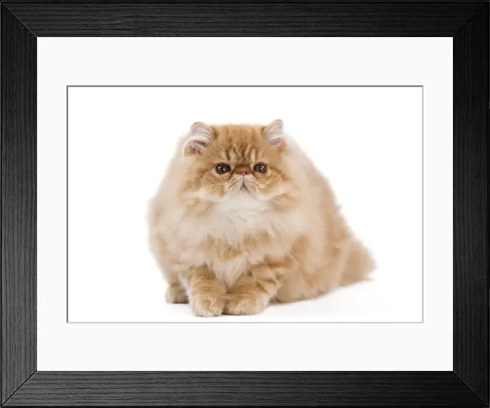 Framed Print : Picture No. 11014208 Framed Print : Picture No. 11014208